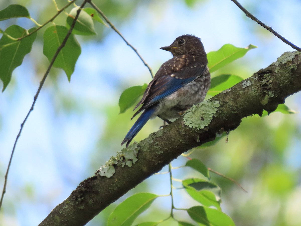 Eastern Bluebird - ML638369268