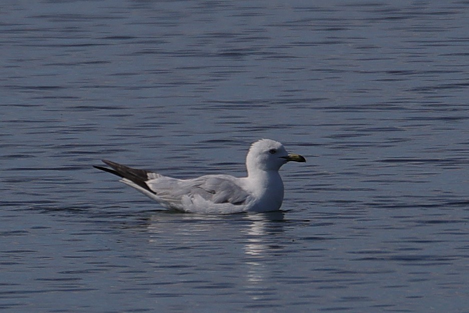 Halkalı Martı - ML638369269