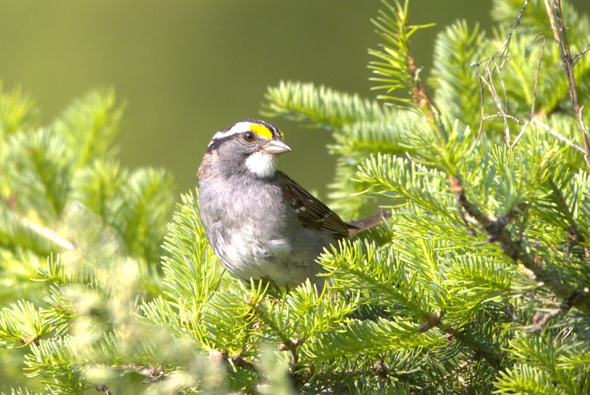 White-throated Sparrow - ML638369283