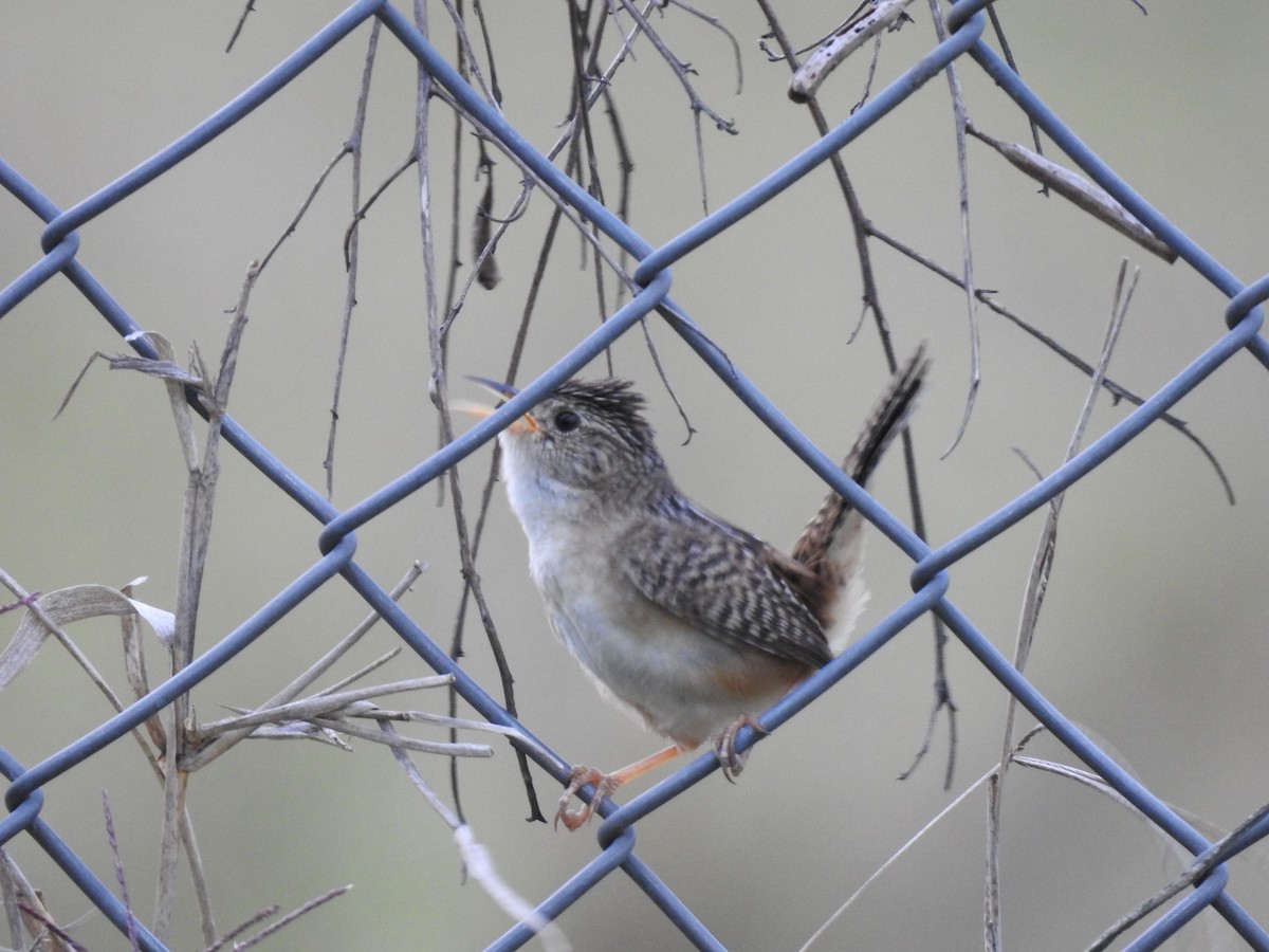 Grass Wren - ML638369287