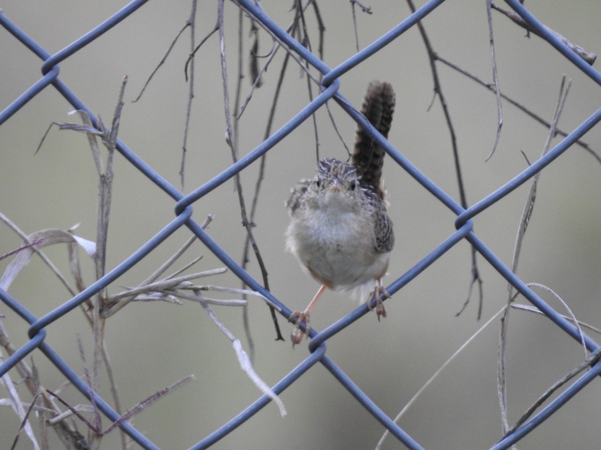 Grass Wren - ML638369290