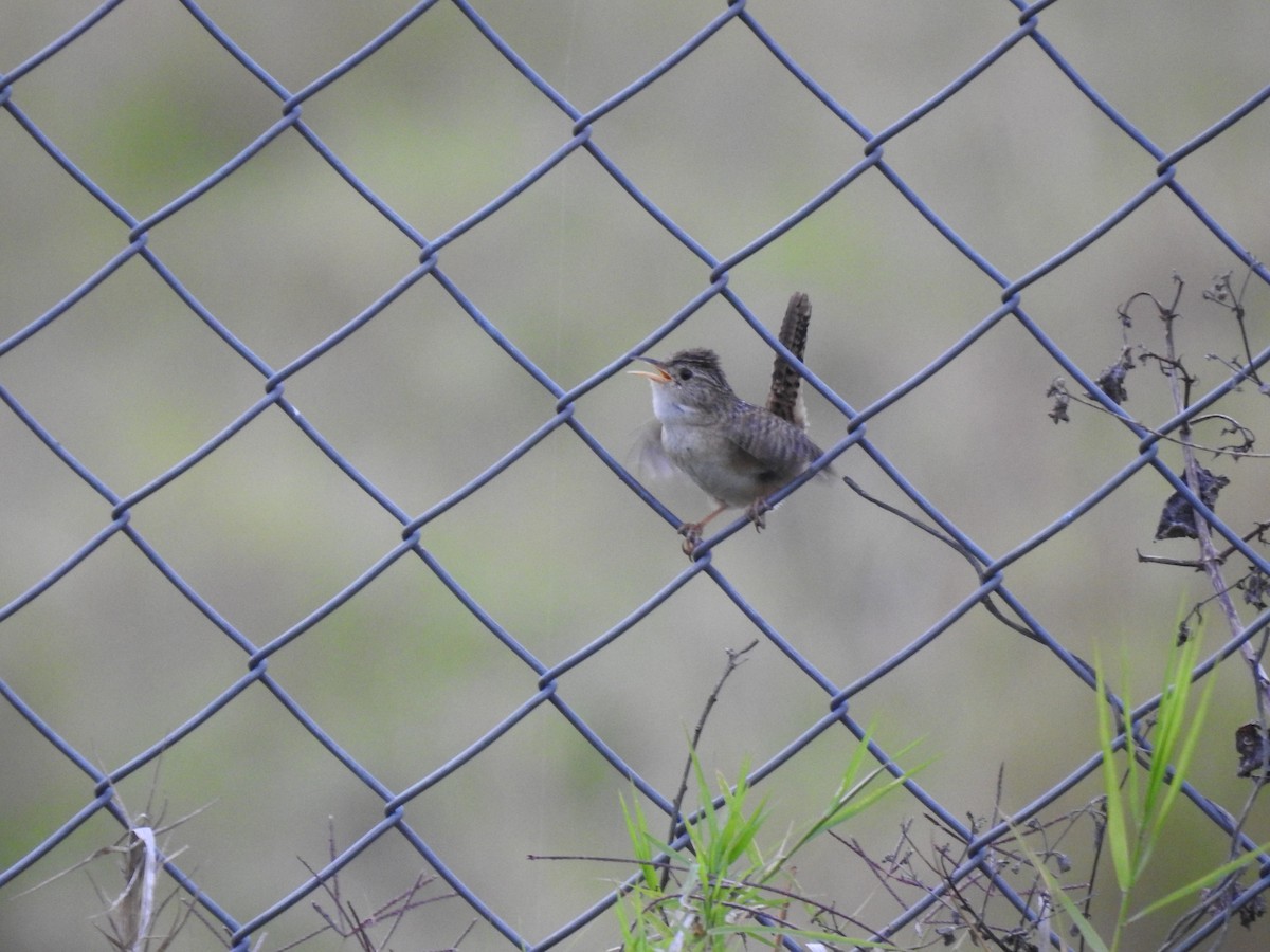 Grass Wren - ML638369292