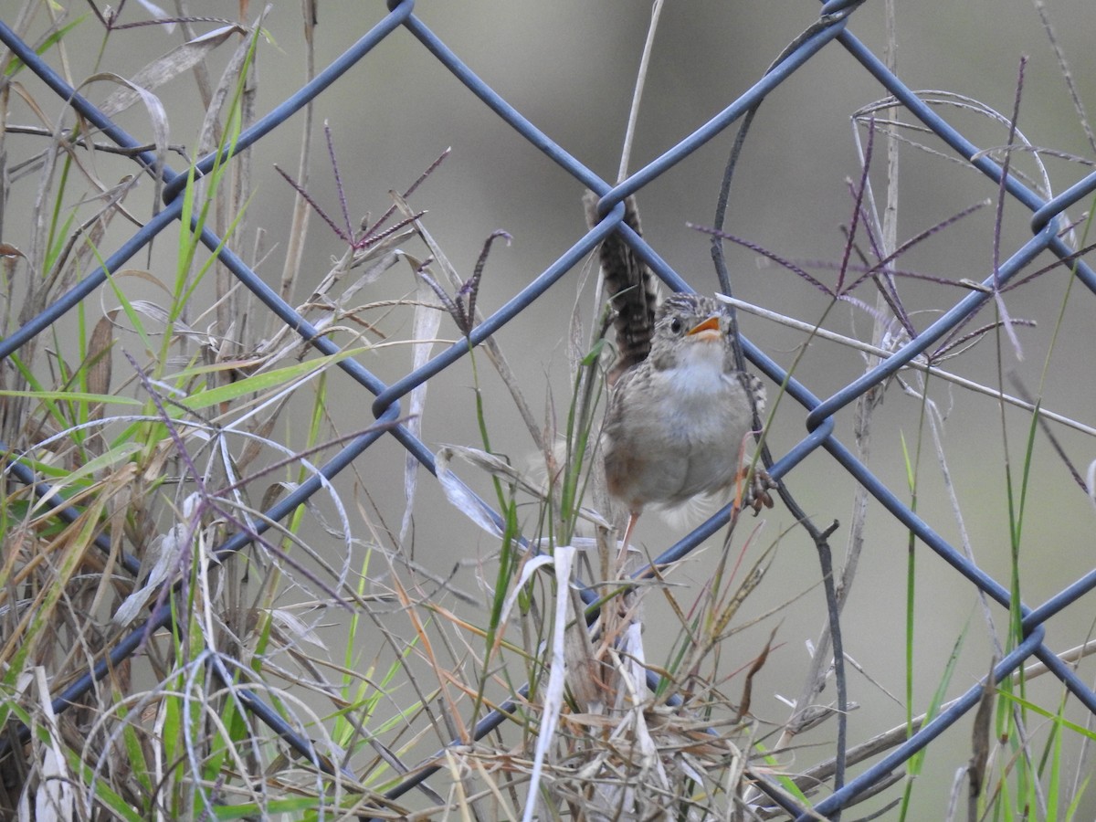 Grass Wren - ML638369294