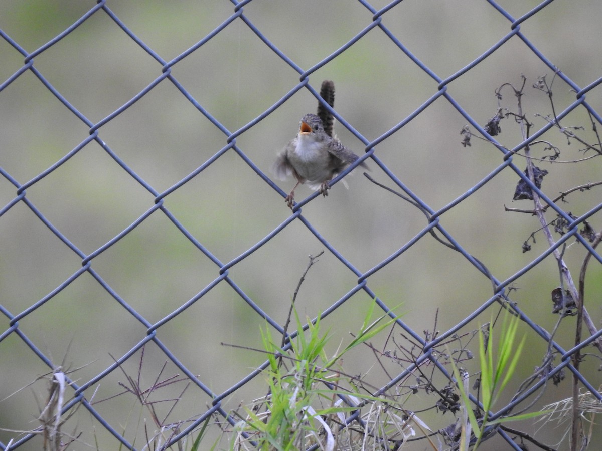 Grass Wren - ML638369296