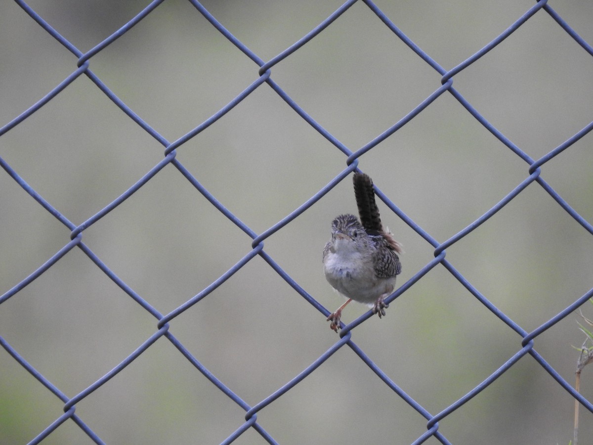 Grass Wren - ML638369299