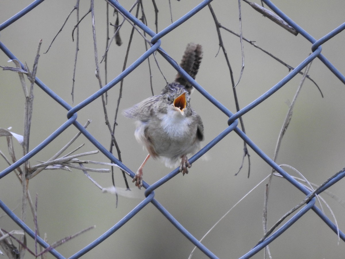 Grass Wren - ML638369300