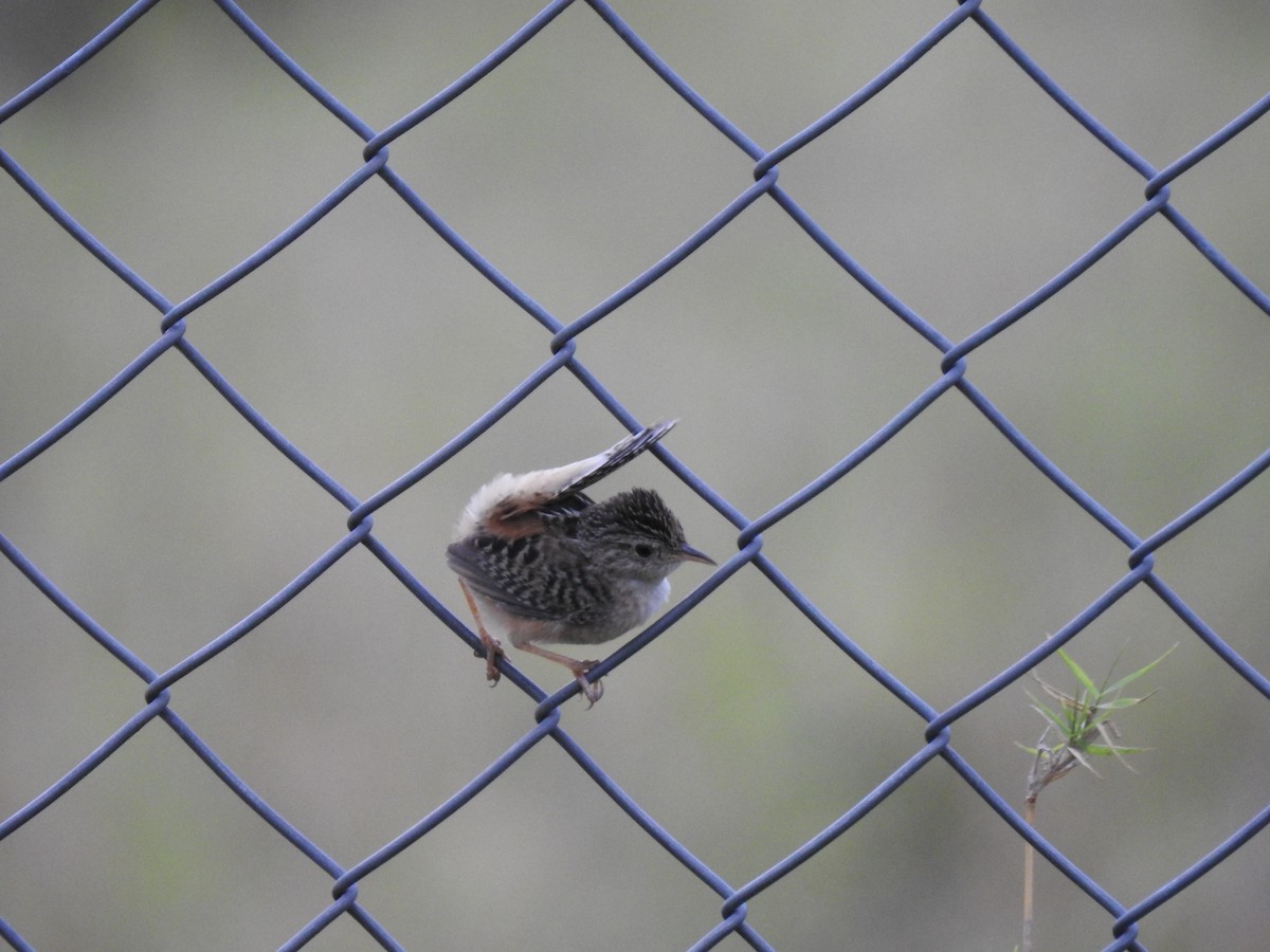 Grass Wren - ML638369301