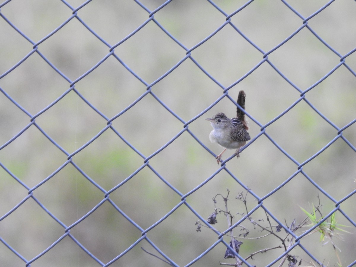 Grass Wren - ML638369303