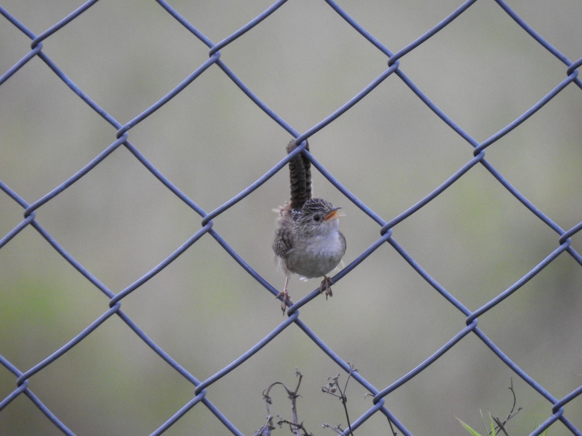 Grass Wren - ML638369306