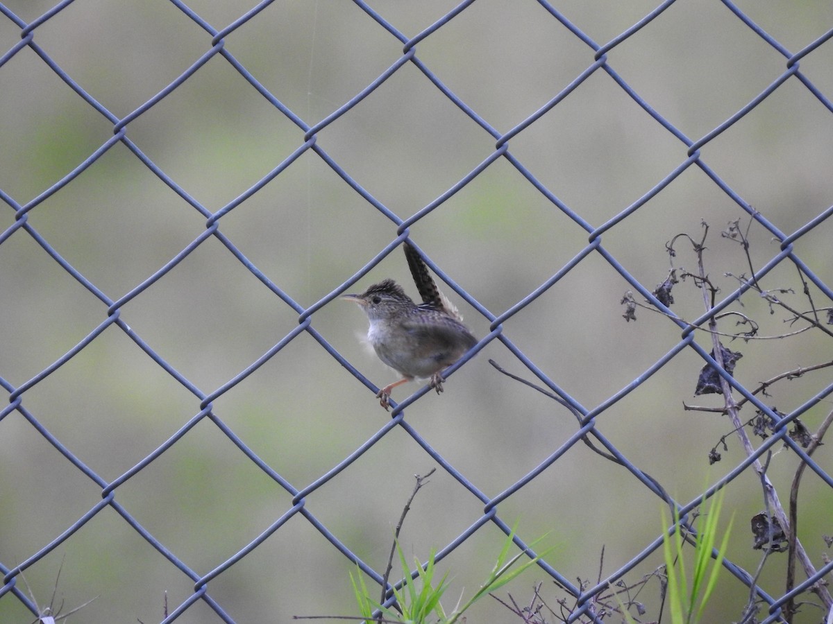 Grass Wren - ML638369307