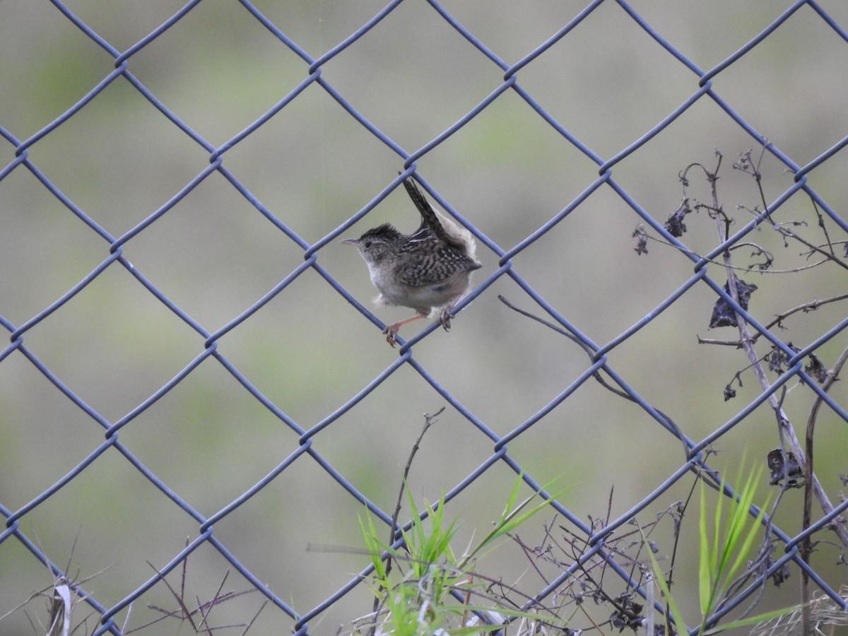 Grass Wren - ML638369309