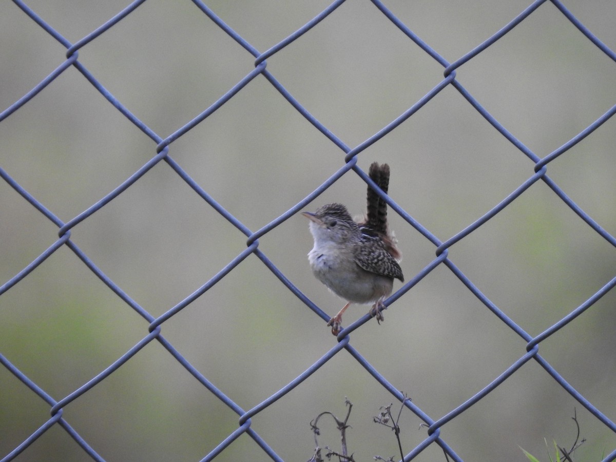 Grass Wren - ML638369310