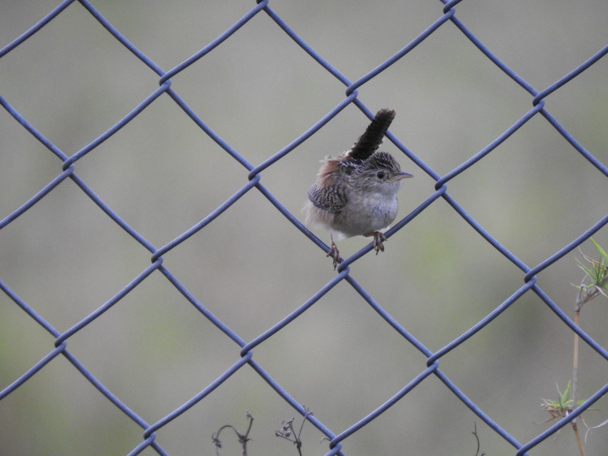 Grass Wren - ML638369311