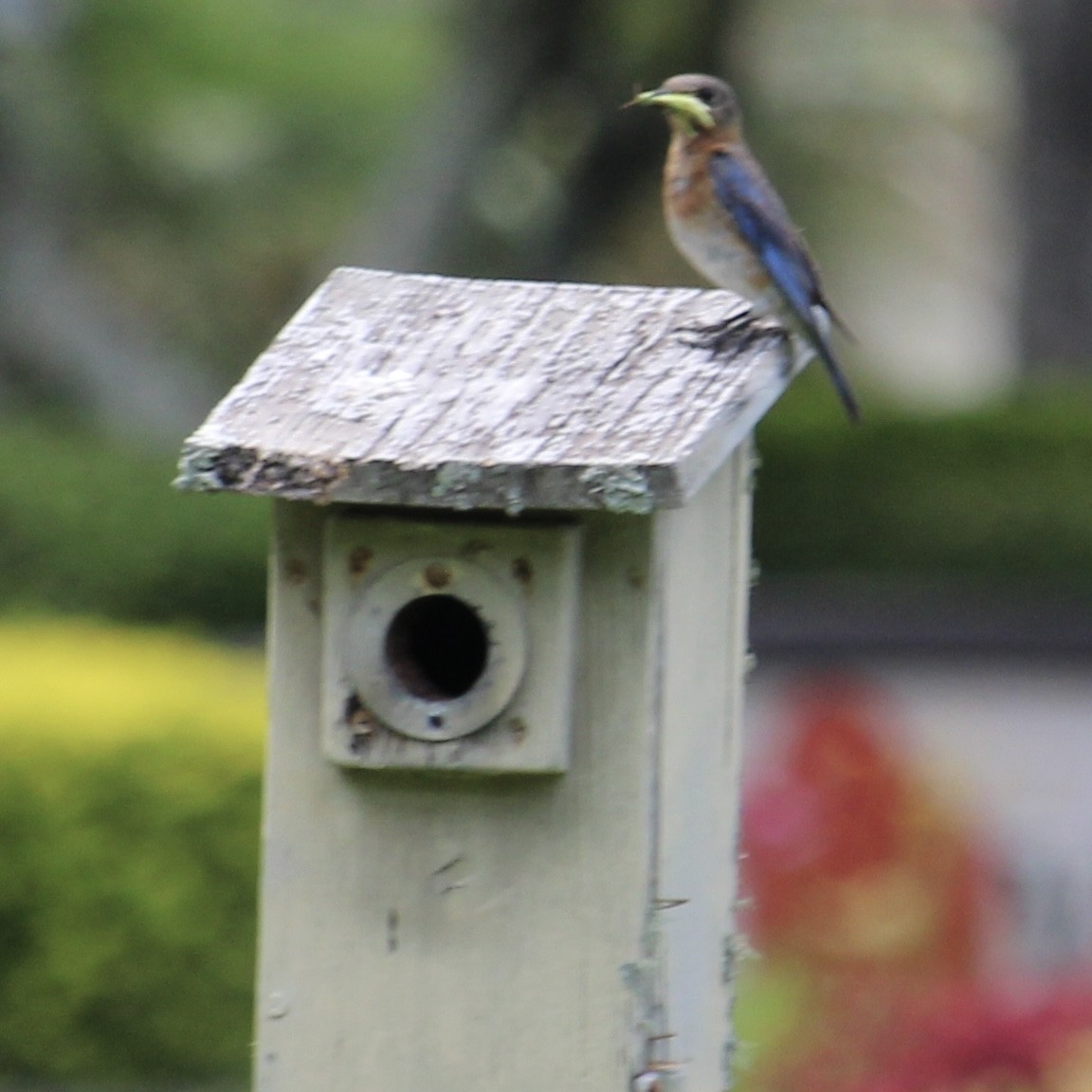 Eastern Bluebird - ML638369328