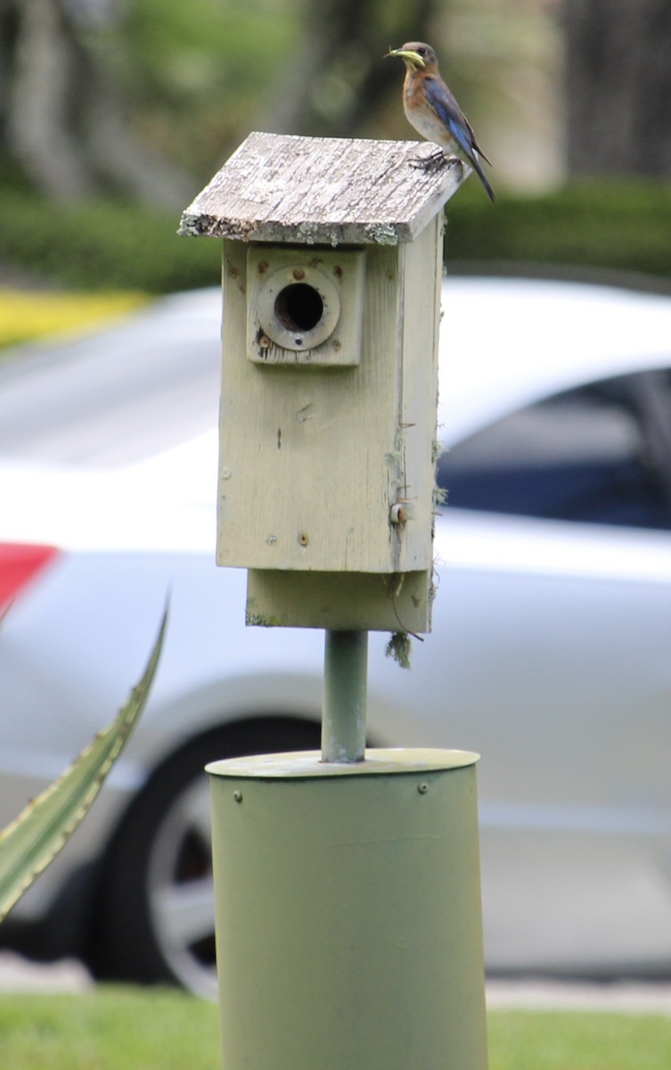 Eastern Bluebird - ML638369329