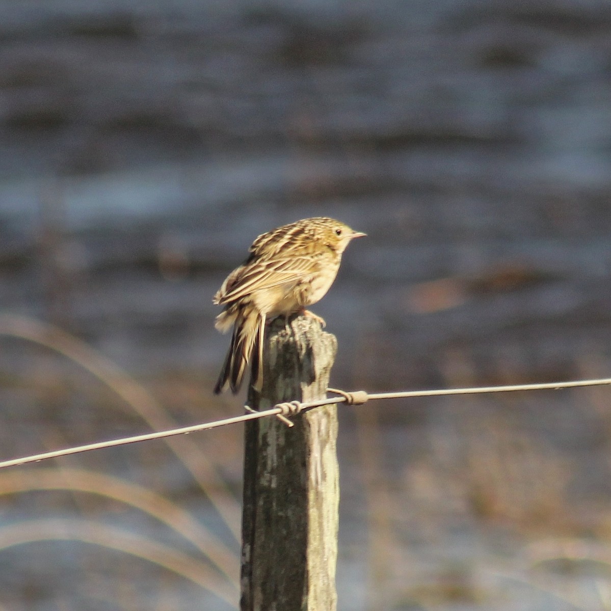 Hellmayr's Pipit - ML638369333