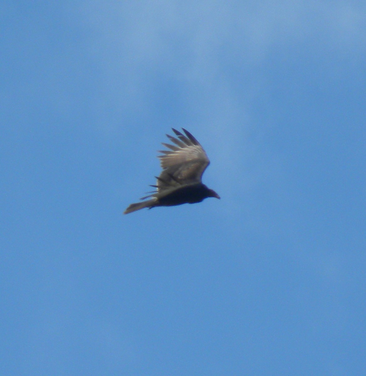 Turkey Vulture - ML638369335