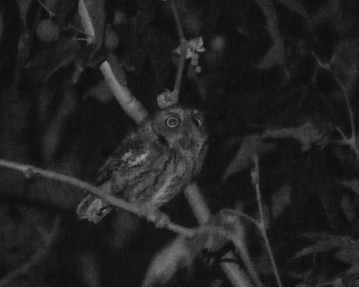 Whiskered Screech-Owl - ML638369343