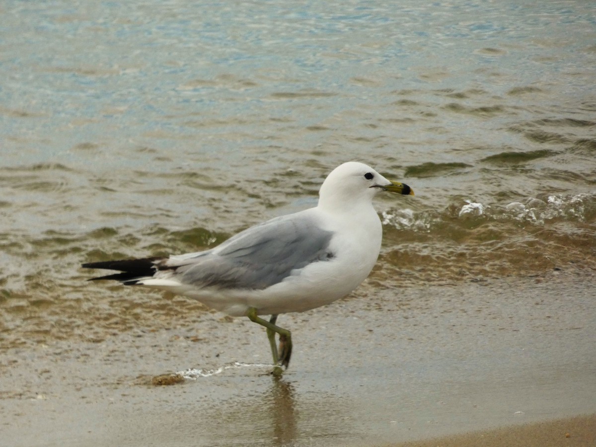 Halkalı Martı - ML638369359