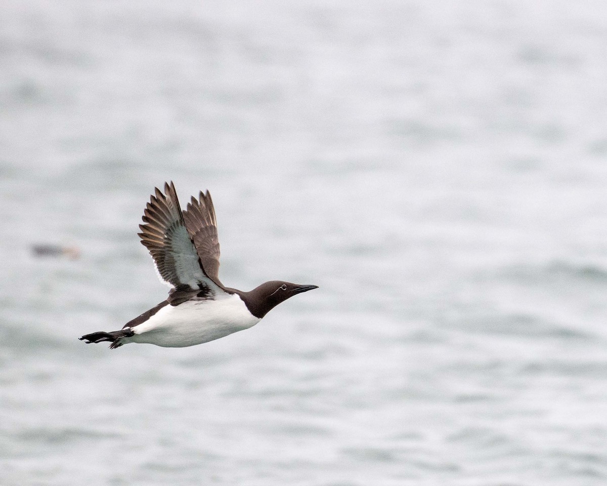 Guillemot marmette - ML638369370