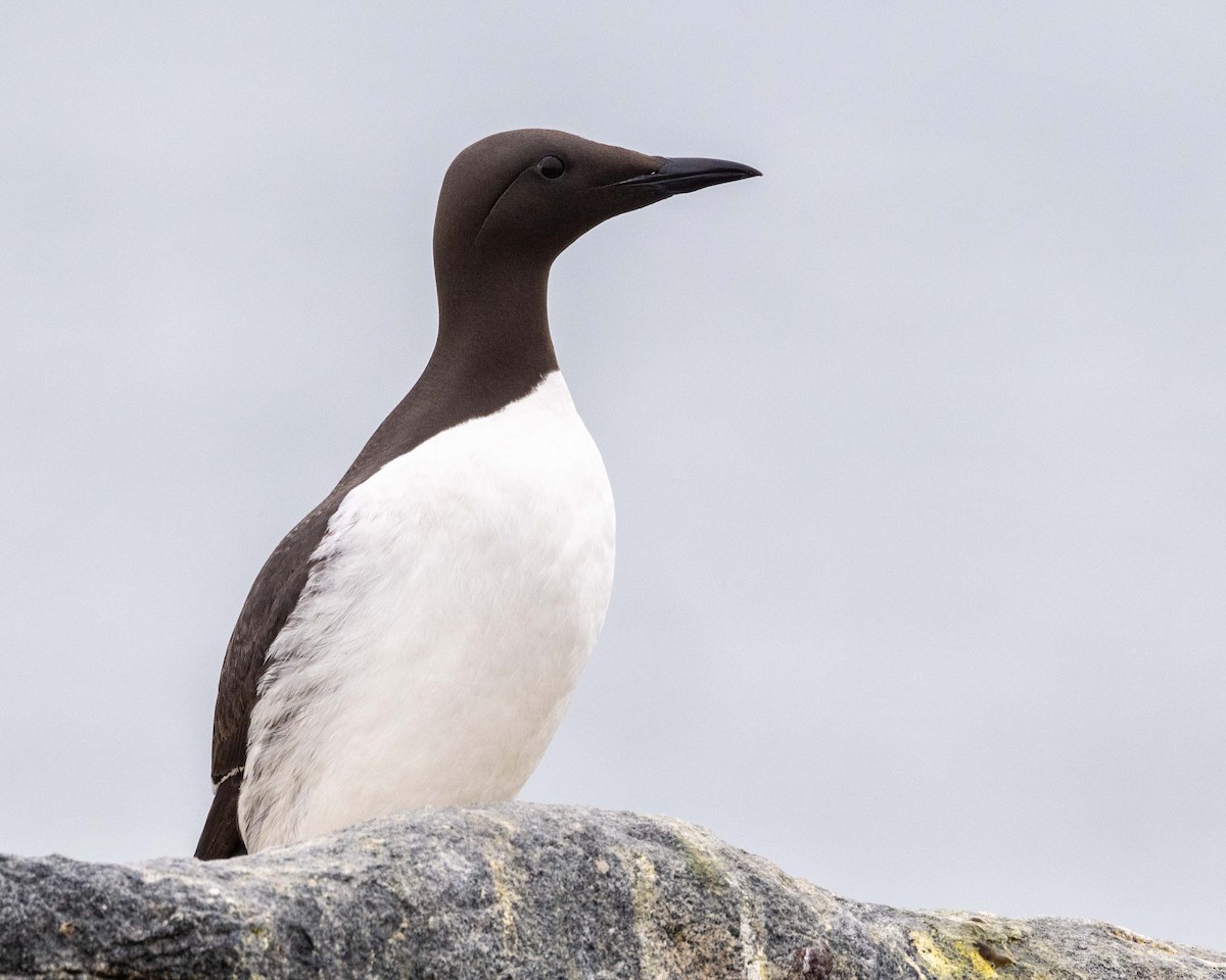 Guillemot marmette - ML638369371