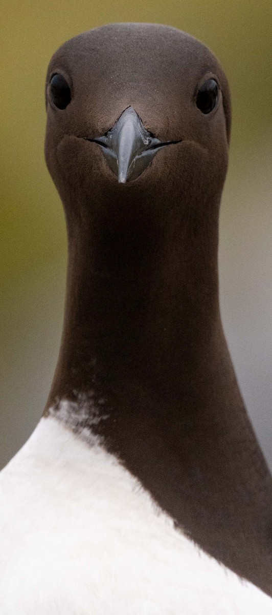 Guillemot marmette - ML638369372