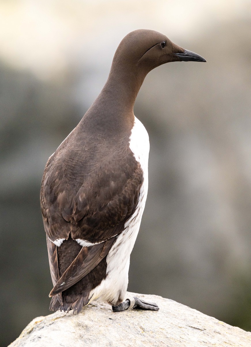 Guillemot marmette - ML638369373