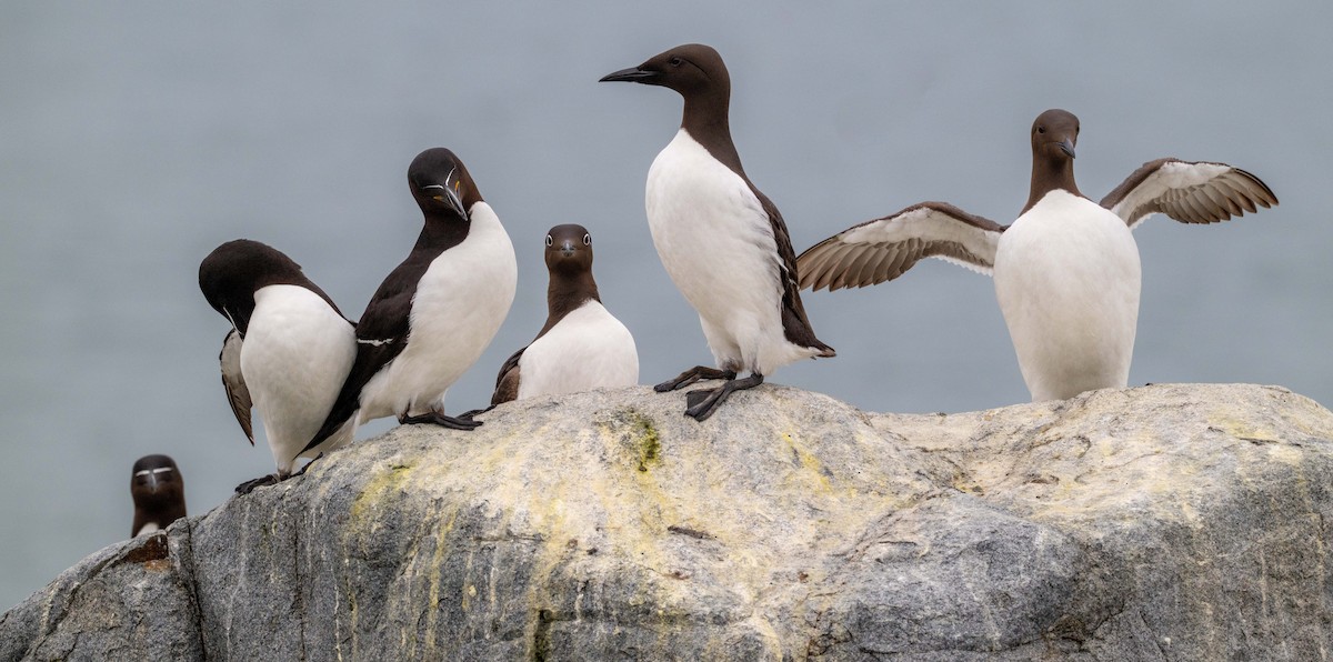 Guillemot marmette - ML638369409