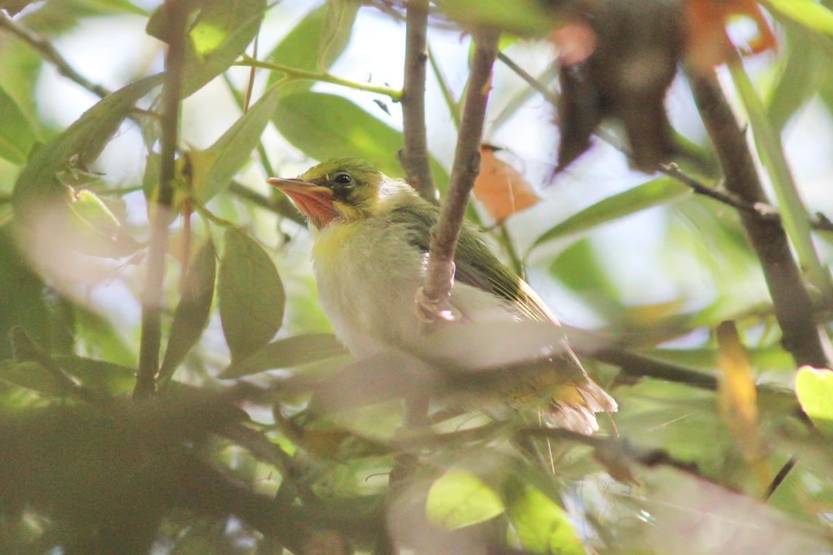 Swinhoe's White-eye - ML638369411