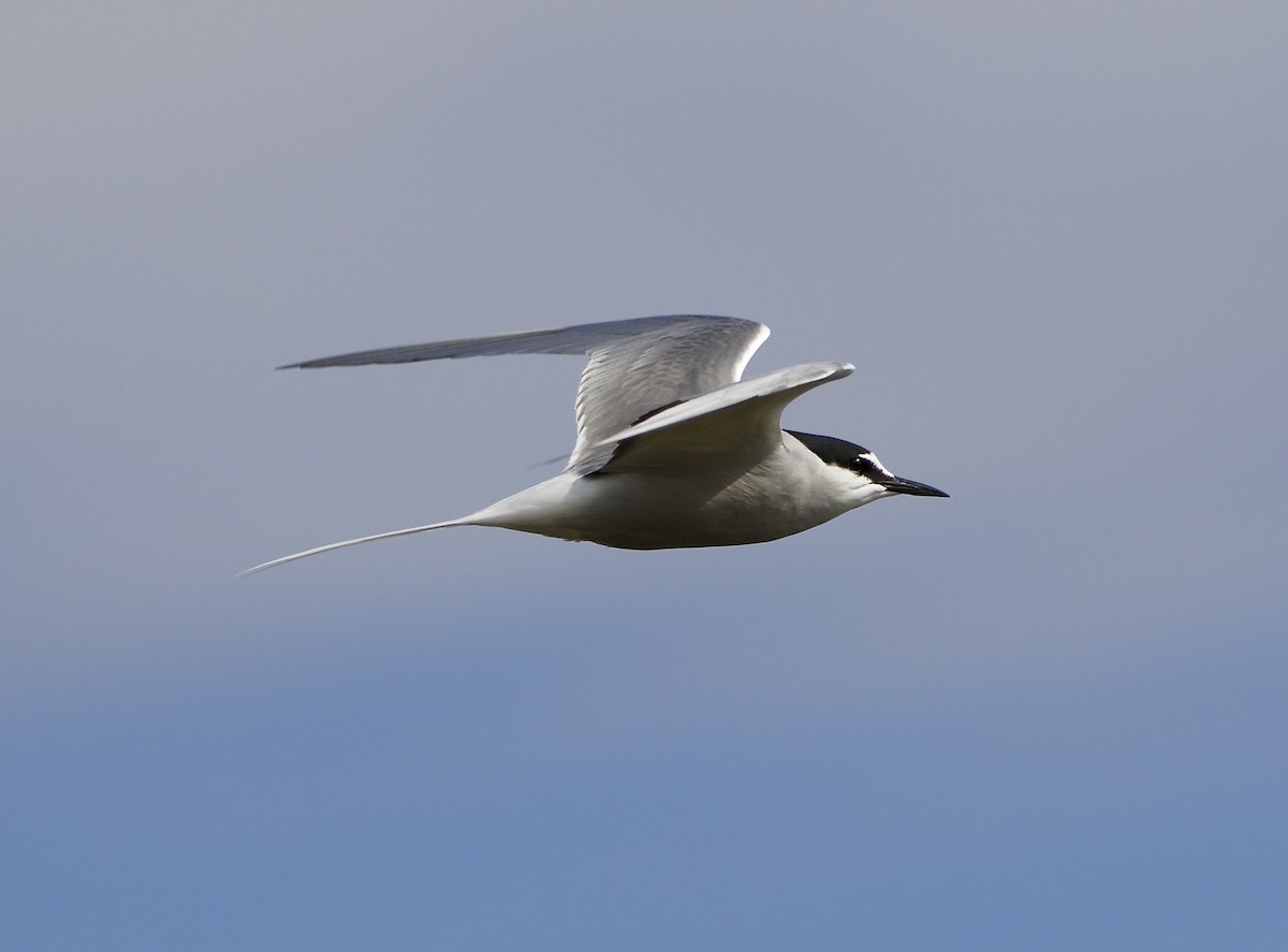 Aleutian Tern - ML638369414