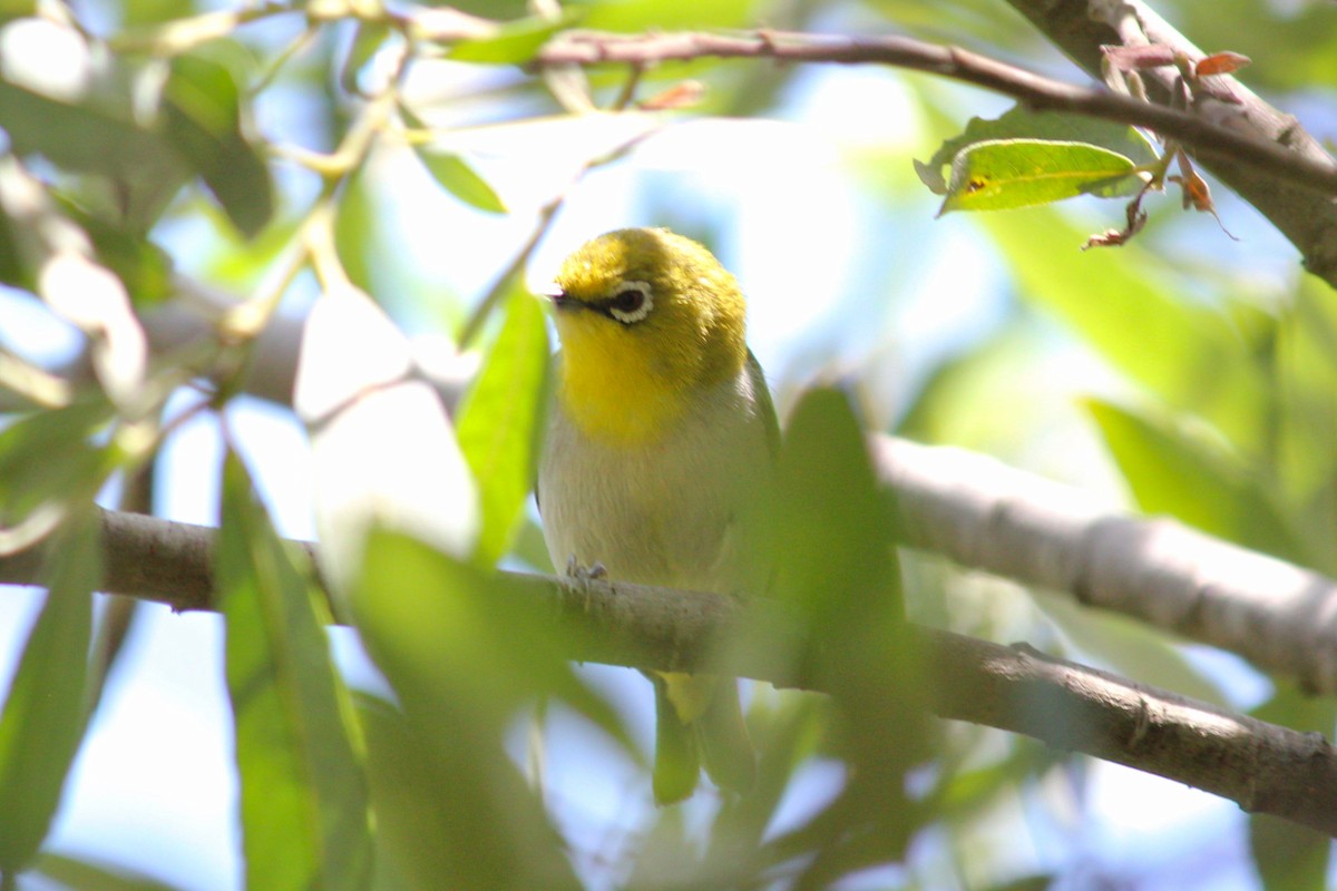 Swinhoe's White-eye - ML638369417
