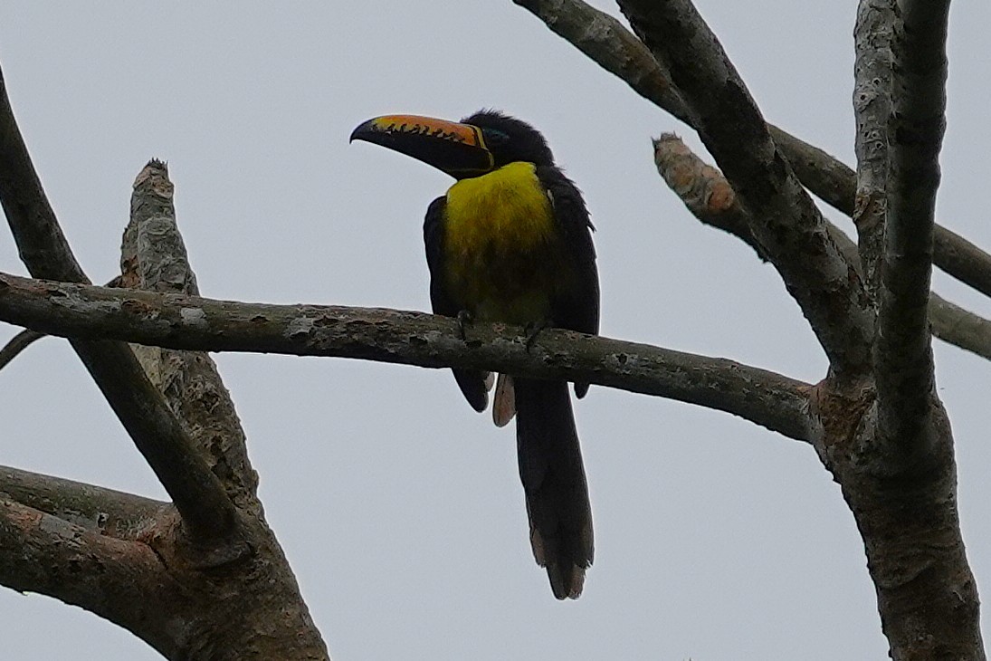 Lettered Aracari - ML638369459