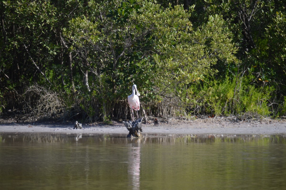Roseate Spoonbill - ML638369473
