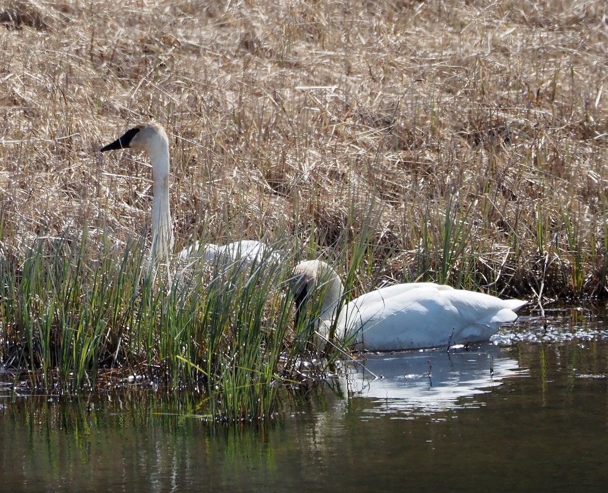 Trumpeter Swan - ML638369476