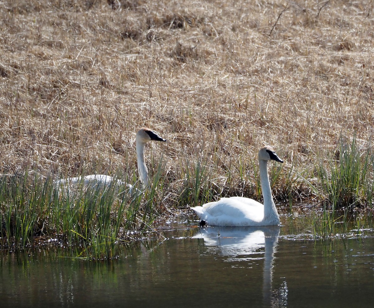 Trumpeter Swan - ML638369477