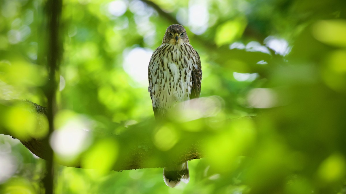 Cooper's Hawk - ML638369479