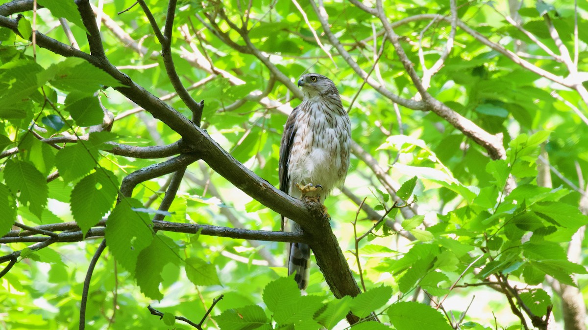 Cooper's Hawk - ML638369480