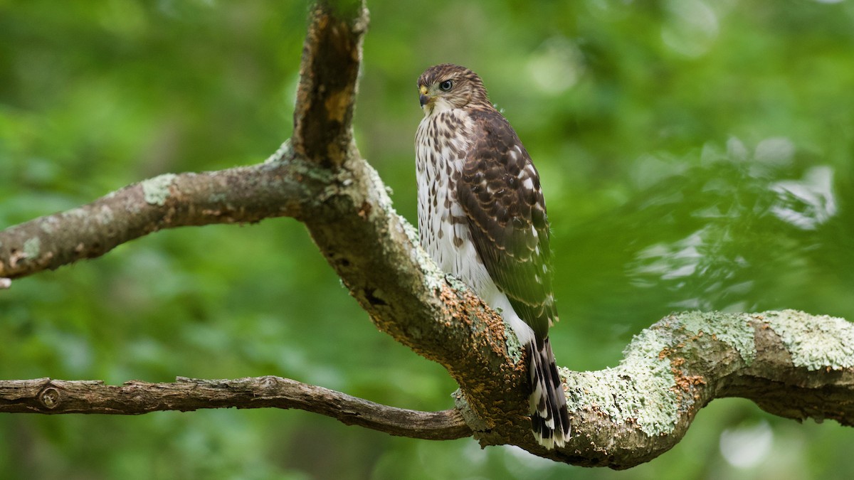 Cooper's Hawk - ML638369481