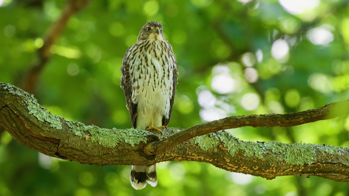 Cooper's Hawk - ML638369483