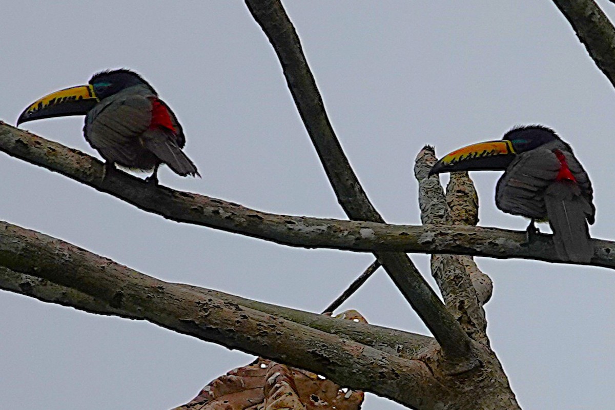 Lettered Aracari - ML638369486