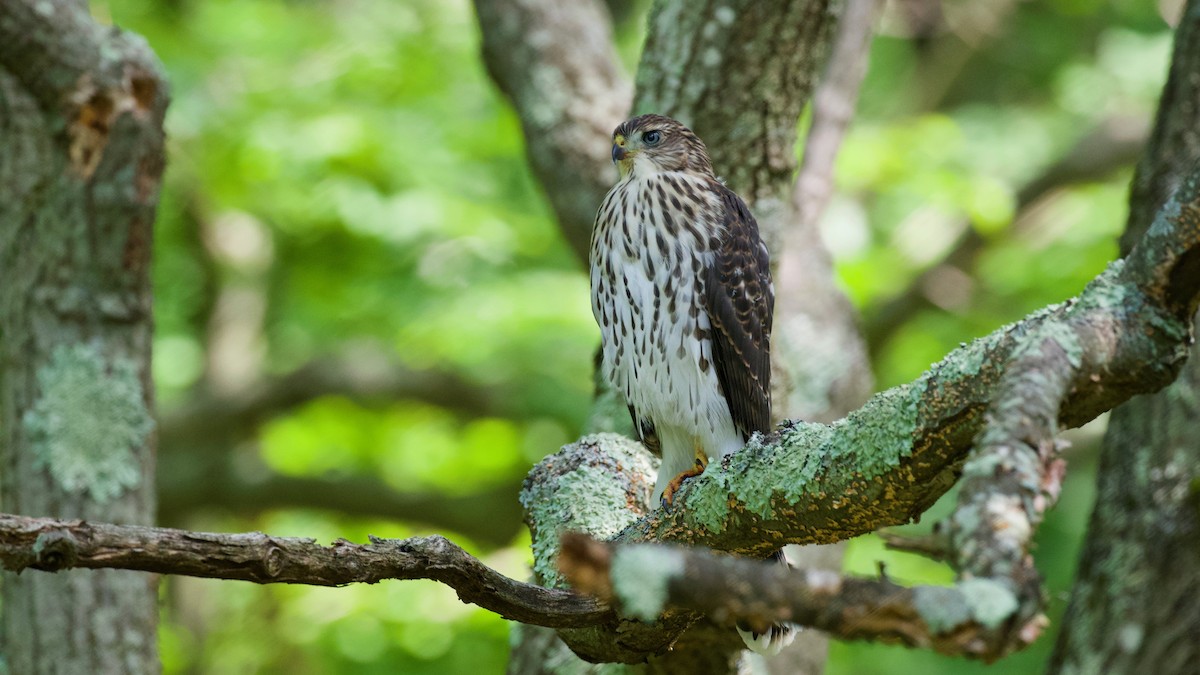 Cooper's Hawk - ML638369487
