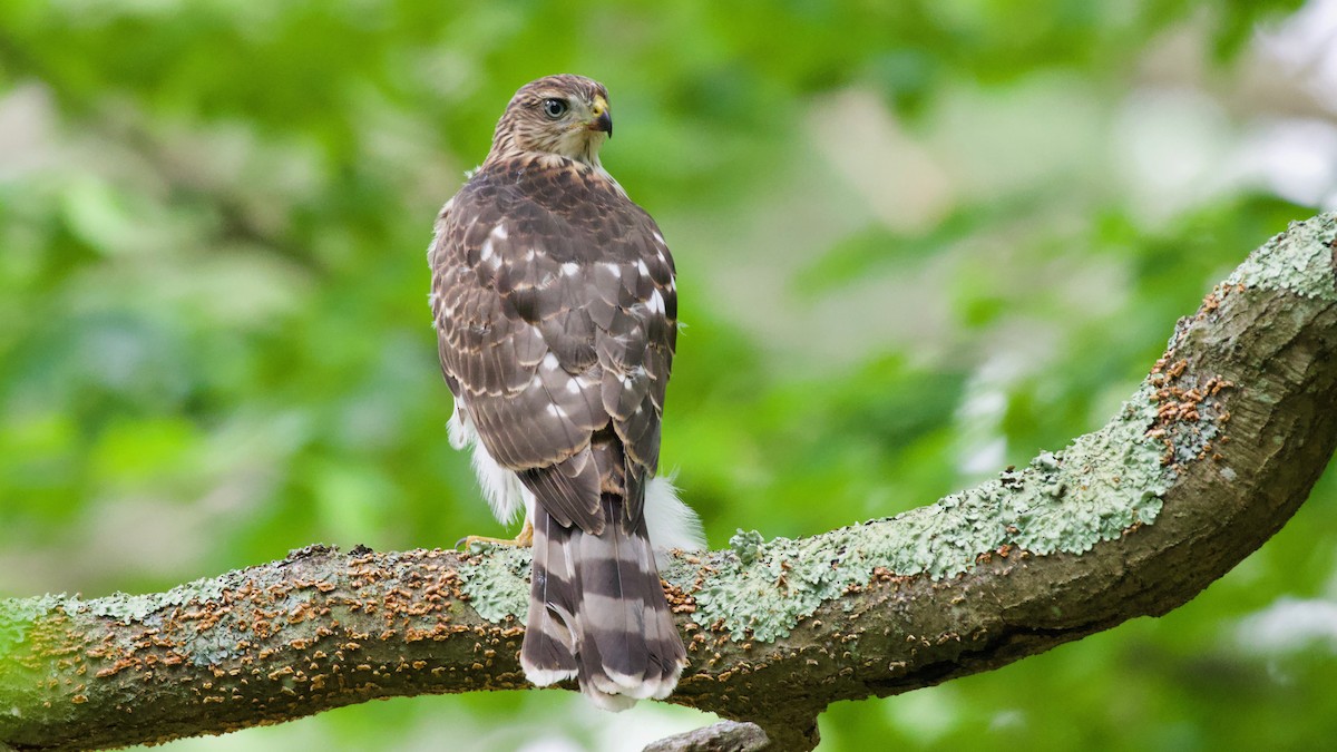 Cooper's Hawk - ML638369488