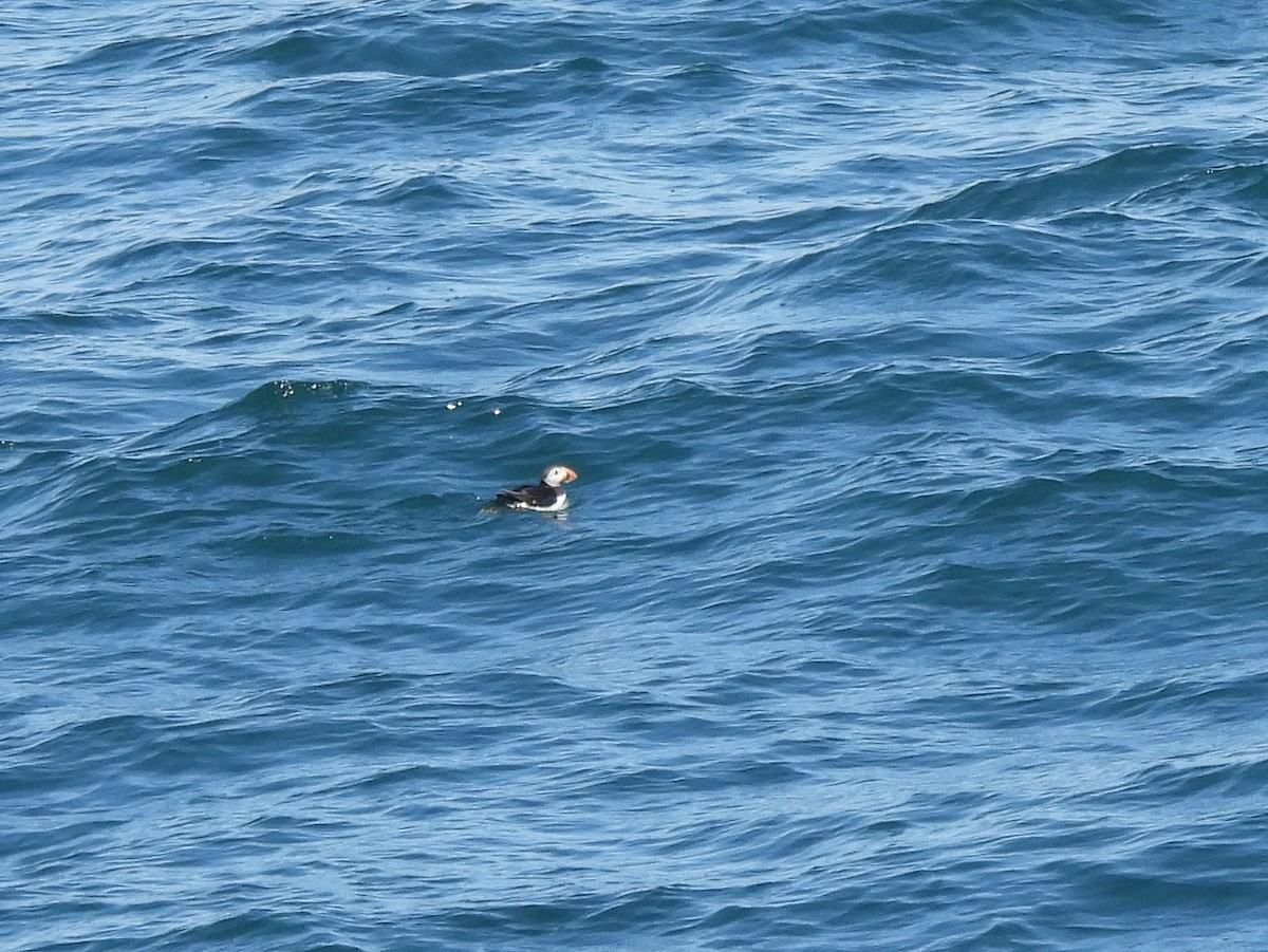 Atlantic Puffin - ML638369491