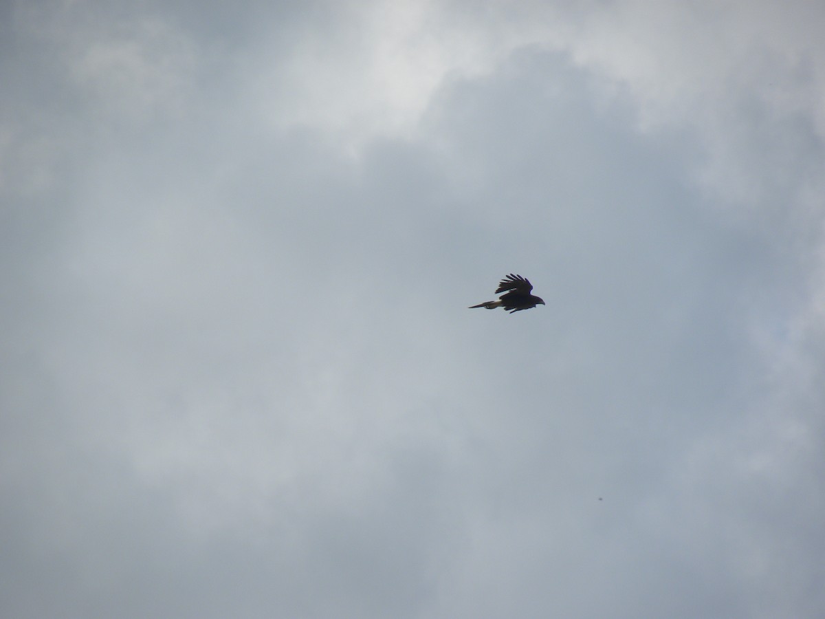 Harris's Hawk - ML638369502