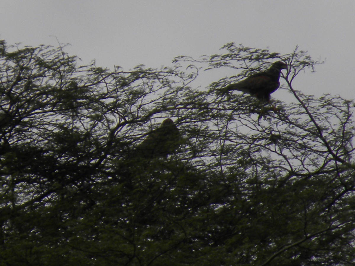 Harris's Hawk - ML638369503
