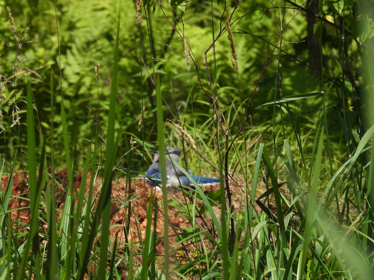 Blauhäher - ML638369506