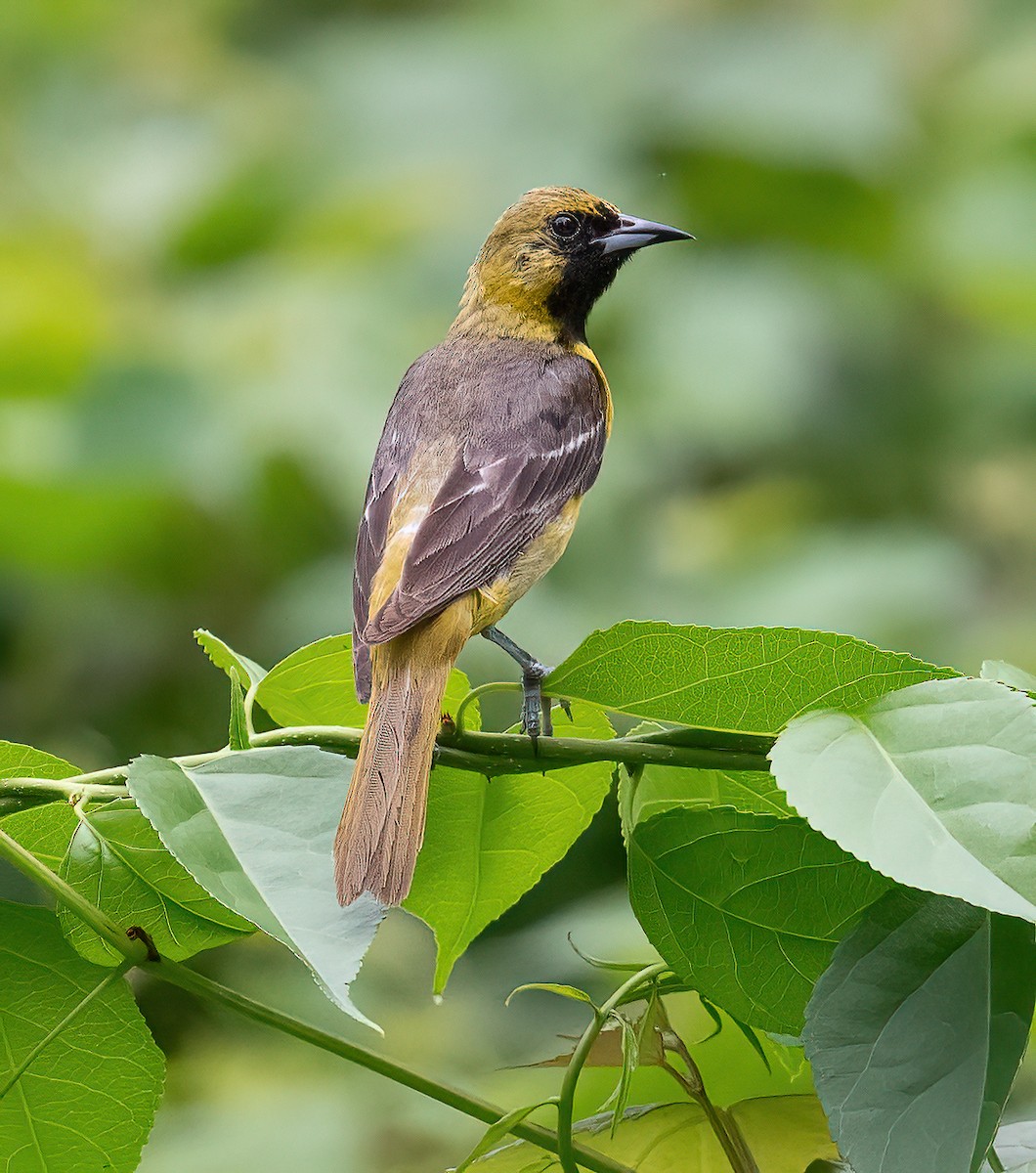 Orchard Oriole - ML638369507