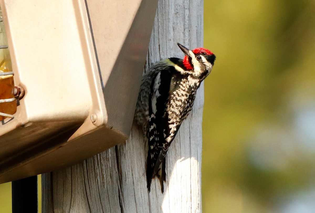 Yellow-bellied Sapsucker - ML638369532