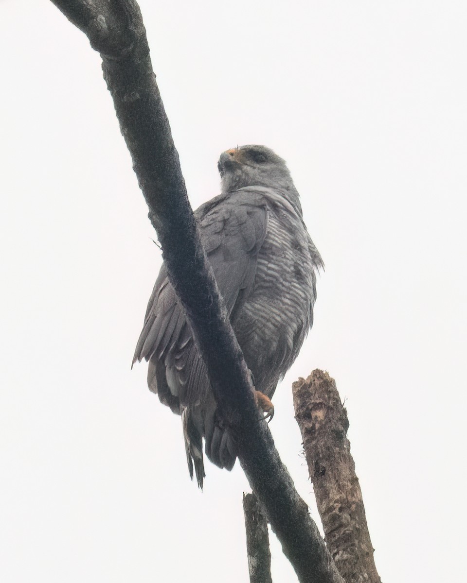 Gri Şahin - ML638369533