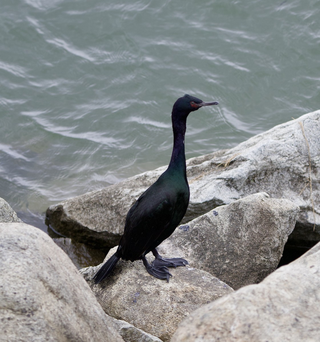 Pelagic Cormorant - ML638369538